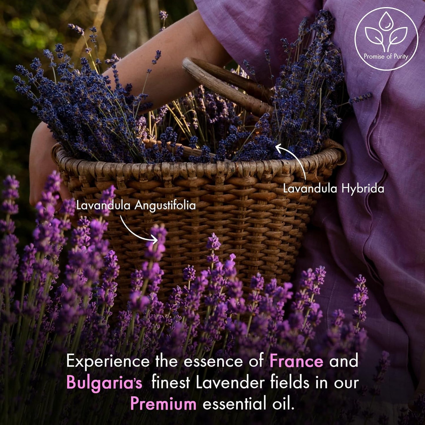 MAJESTIC PURE Lavender Essential Oil | 100% Pure and Natural | Premium Grade Essential Oils for Hair Care, Home Diffusers, Skin, Aromatherapy, Massage, and Humidifiers | 4 Fl Oz (Pack of 2)